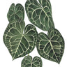 Quadro Anthurium Clarinervium - Obrah | Quadros e Posters para Transformar a Parede