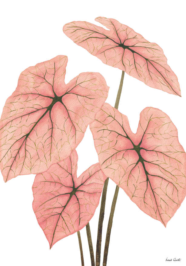 Quadro Caladium Spring Fling - Obrah | Quadros e Posters para Transformar a Parede