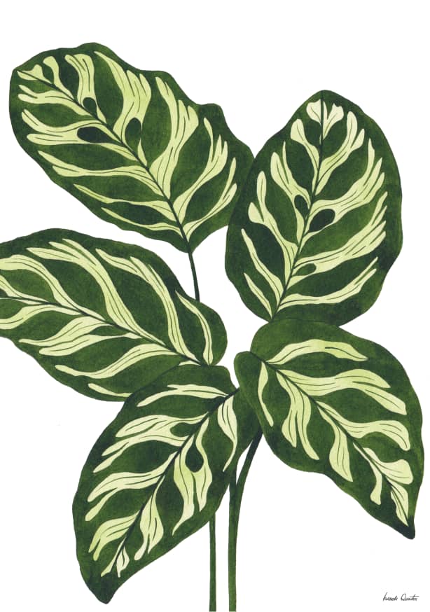 Quadro Calathea Makoyana - Obrah | Quadros e Posters para Transformar a Parede