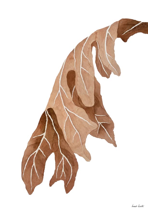 Quadro Dried Leaf 1