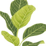 Quadro Ficus Altissima - Obrah | Quadros e Posters para Transformar a Parede