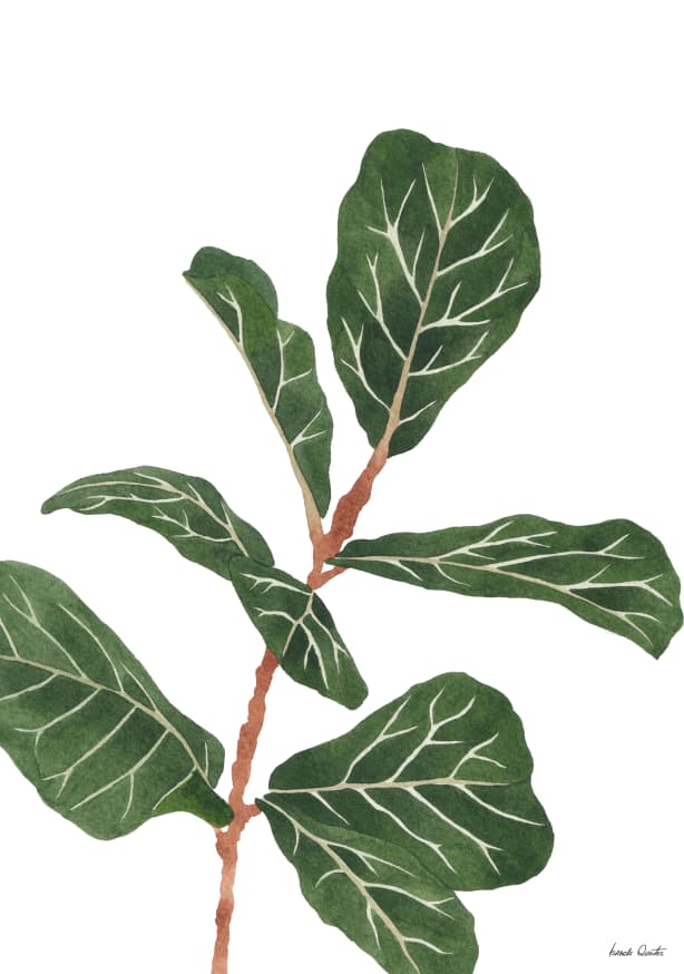 Quadro Ficus Lyrata - Obrah | Quadros e Posters para Transformar a Parede