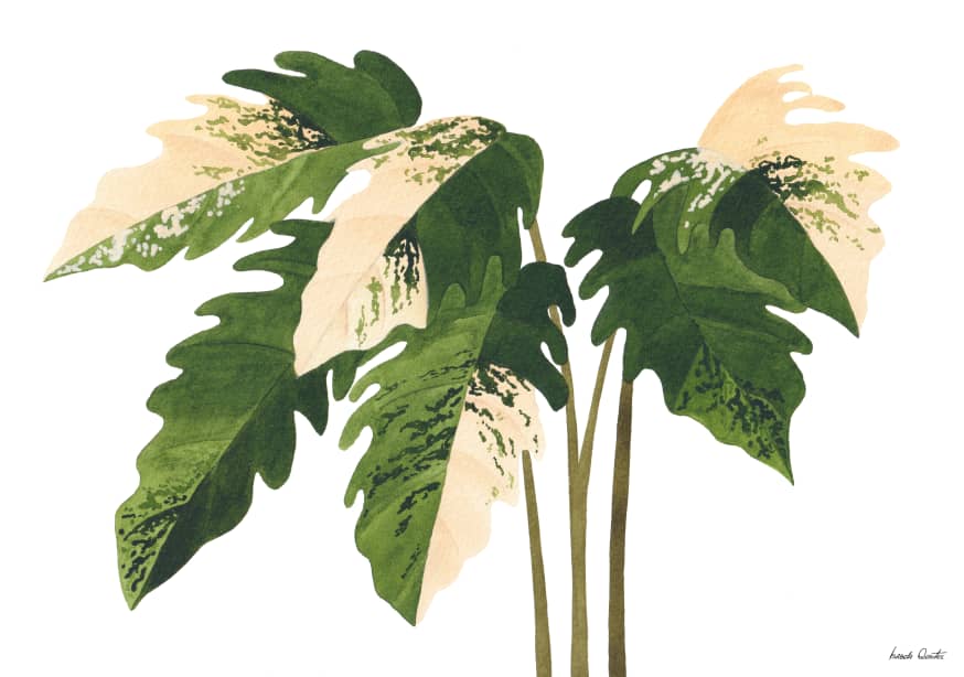 Quadro Philodendron Caramel Marble - Obrah | Quadros e Posters para Transformar a Parede