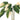 Quadro Philodendron Caramel Marble - Obrah | Quadros e Posters para Transformar a Parede