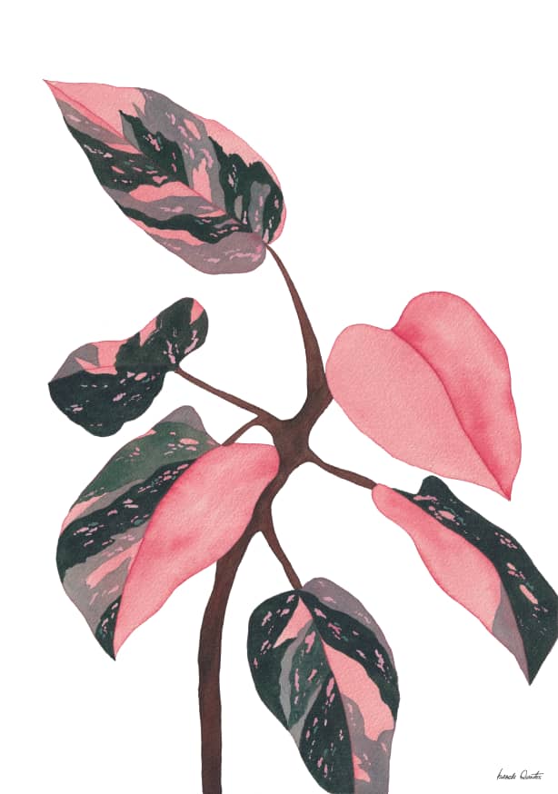 Quadro Philodendron Erubescens