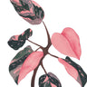 Quadro Philodendron Erubescens - Obrah | Quadros e Posters para Transformar a Parede