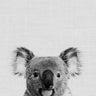 Quadro Koala - Obrah | Quadros e Posters para Transformar a Parede