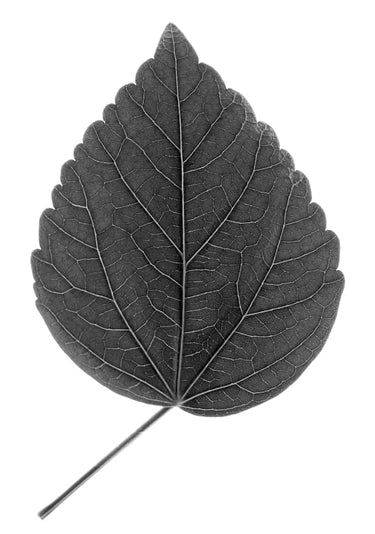 Quadro Look Closer Hibiscus Black - Obrah | Quadros e Posters para Transformar a Parede