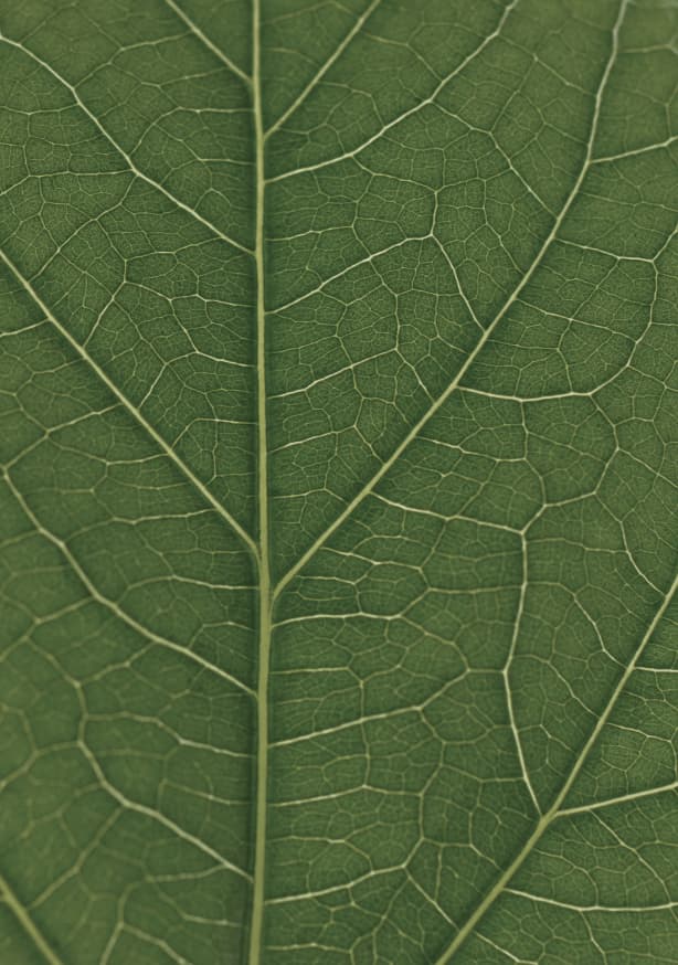 Quadro Look Real Close