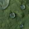 Quadro Lotus Water Drops - Obrah | Quadros e Posters para Transformar a Parede