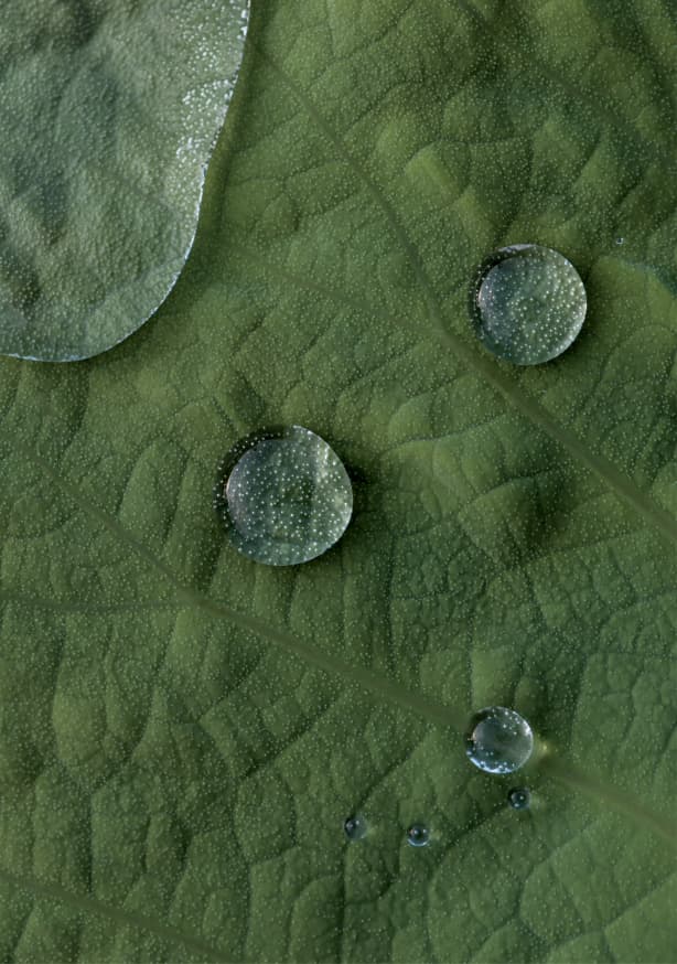Quadro Lotus Water Drops - Obrah | Quadros e Posters para Transformar a Parede