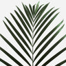 Quadro Lush Tropical Palms - Obrah | Quadros e Posters para Transformar a Parede