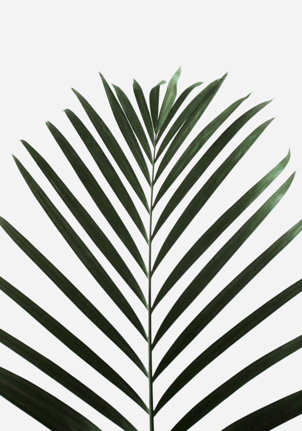 Quadro Lush Tropical Palms