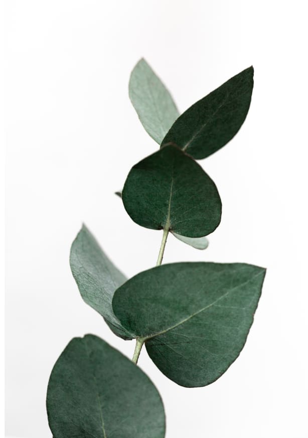 Quadro Eucalyptus 4