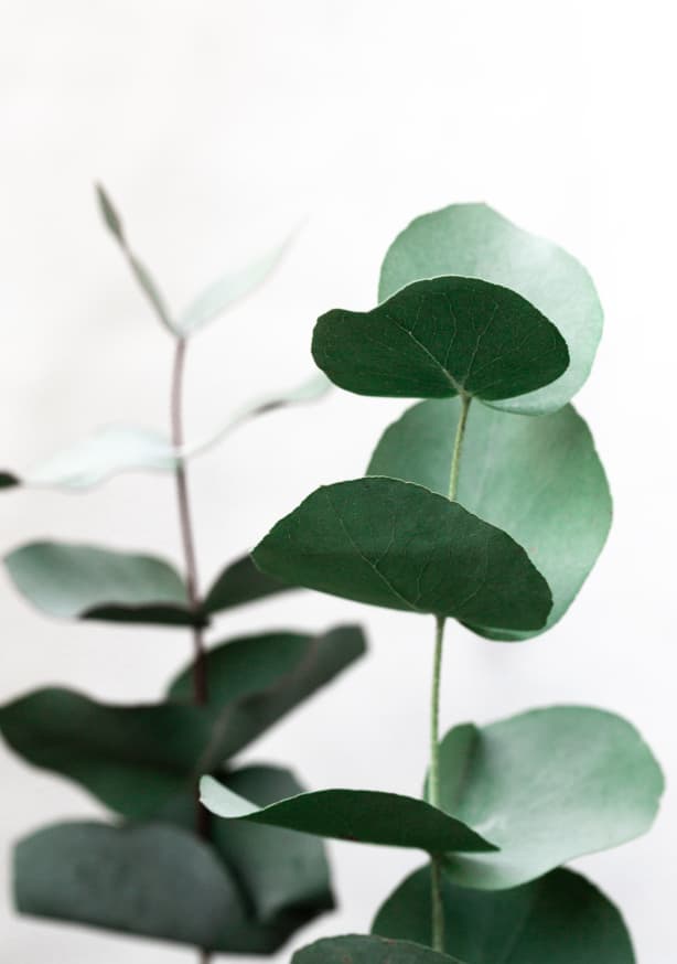 Quadro Eucalyptus 5
