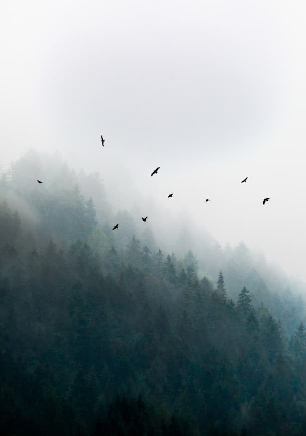 Quadro Foggy Morning 4
