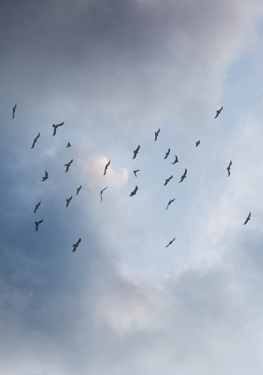 Quadro Free As a Bird