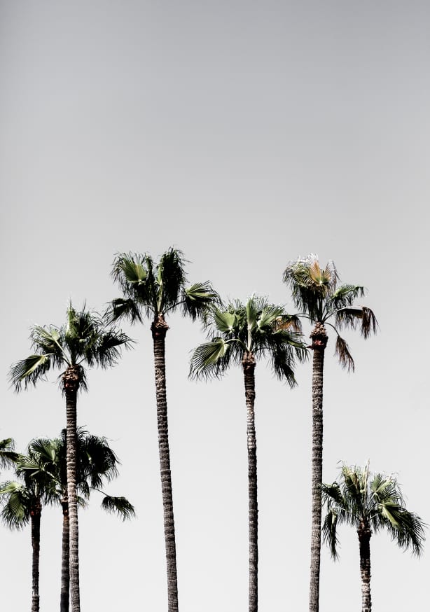 Quadro Palm Trees 5