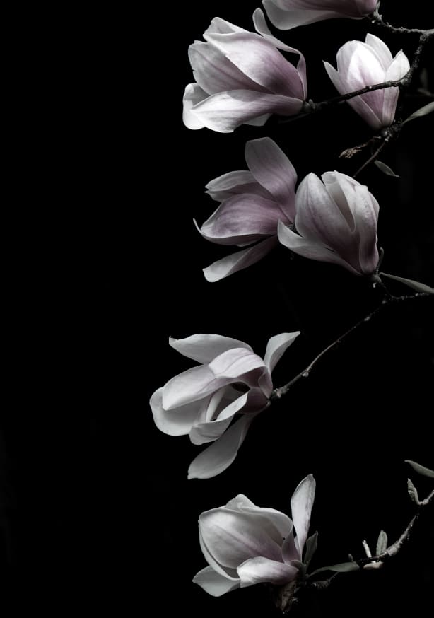 Quadro Magnolia on Black - Obrah | Quadros e Posters para Transformar a Parede