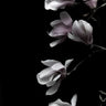 Quadro Magnolia on Black - Obrah | Quadros e Posters para Transformar a Parede