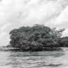 Quadro Mangrove Tree - Obrah | Quadros e Posters para Transformar a Parede