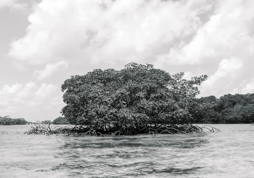 Quadro Mangrove Tree - Obrah | Quadros e Posters para Transformar a Parede