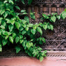 Quadro Marrakech Plants - Obrah | Quadros e Posters para Transformar a Parede