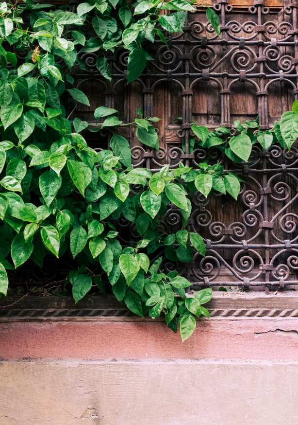 Quadro Marrakech Plants