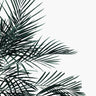 Quadro Minimal Palm Leaf - Obrah | Quadros e Posters para Transformar a Parede