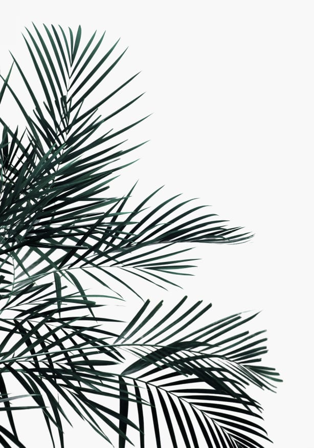 Quadro Minimal Palm Leaf - Obrah | Quadros e Posters para Transformar a Parede