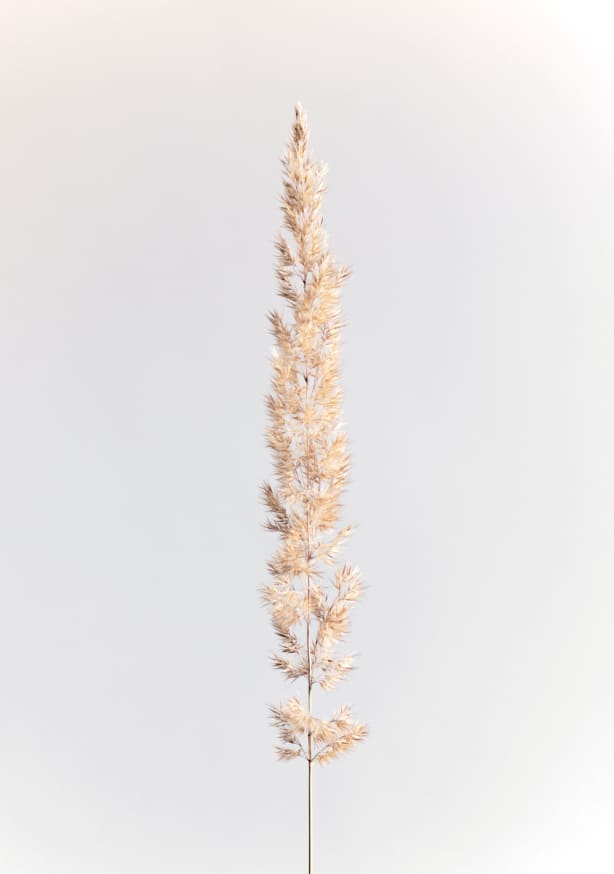Quadro Minimal Pampas Grass on White - Obrah | Quadros e Posters para Transformar a Parede