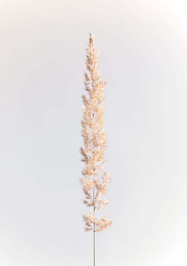 Quadro Minimal Pampas Grass on White