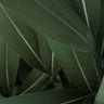 Quadro Minimal Plants - Obrah | Quadros e Posters para Transformar a Parede