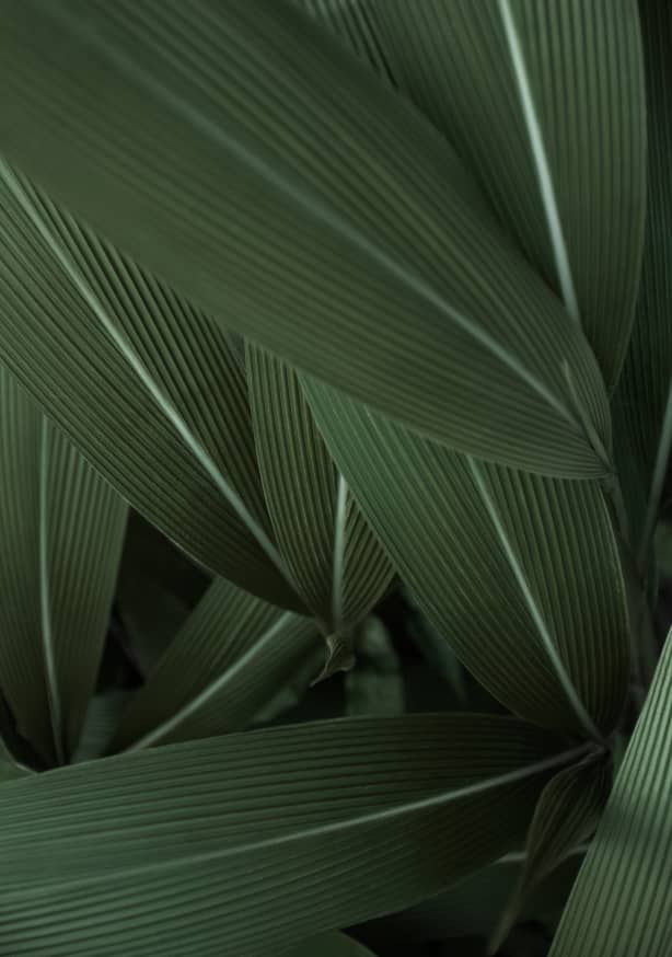 Quadro Minimal Plants