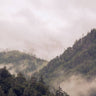 Quadro Misty Moody Woods - Obrah | Quadros e Posters para Transformar a Parede