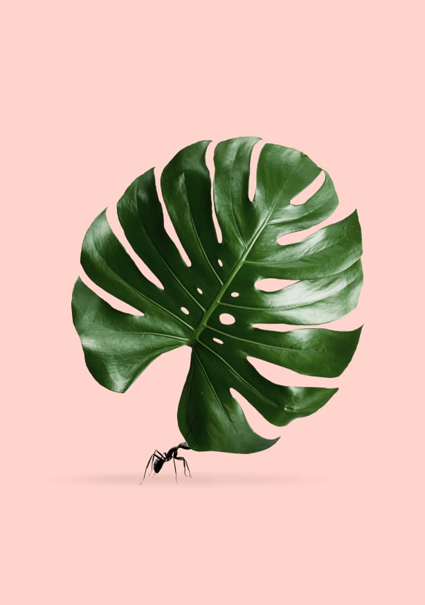 Quadro Monstera Ant