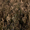 Quadro Morning Glory in Nature - Obrah | Quadros e Posters para Transformar a Parede