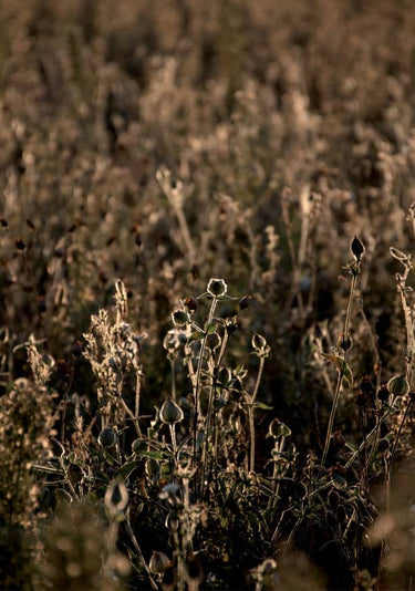 Quadro Morning Glory in Nature - Obrah | Quadros e Posters para Transformar a Parede