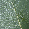 Quadro Morning in the Woods - Obrah | Quadros e Posters para Transformar a Parede