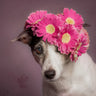 Quadro Mrs. Spring by Heike Willers - Obrah | Quadros e Posters para Transformar a Parede