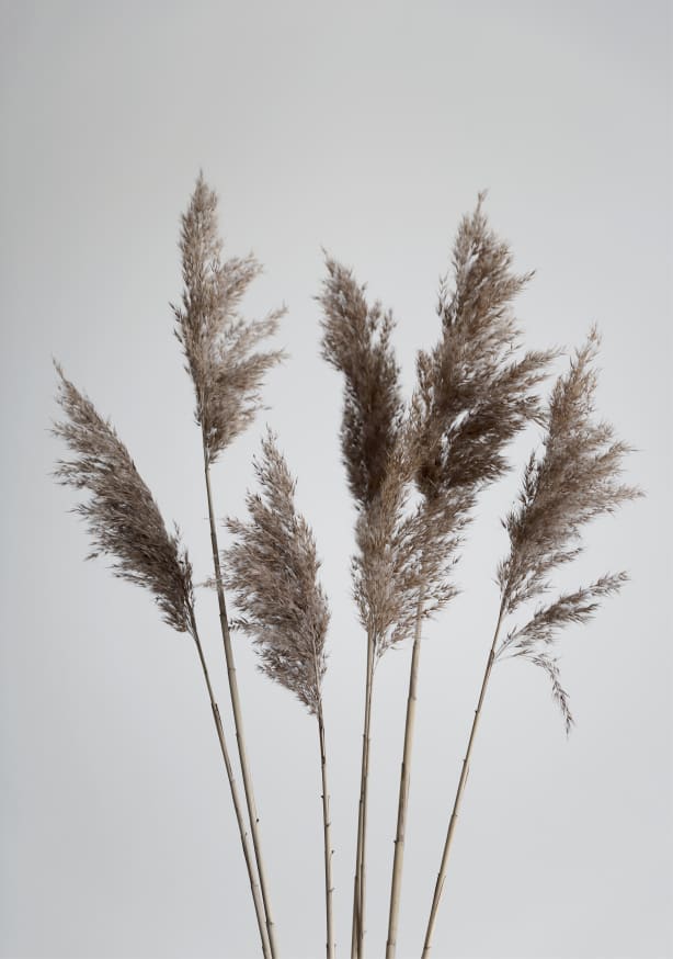 Quadro Natural Pampas Reed - Obrah | Quadros e Posters para Transformar a Parede