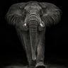 Quadro Ngorongoro Bull By Mario Moreno - Obrah | Quadros e Posters para Transformar a Parede