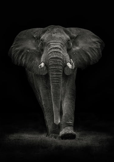 Quadro Ngorongoro Bull By Mario Moreno - Obrah | Quadros e Posters para Transformar a Parede