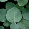 Quadro No Leaves no Life - Obrah | Quadros e Posters para Transformar a Parede