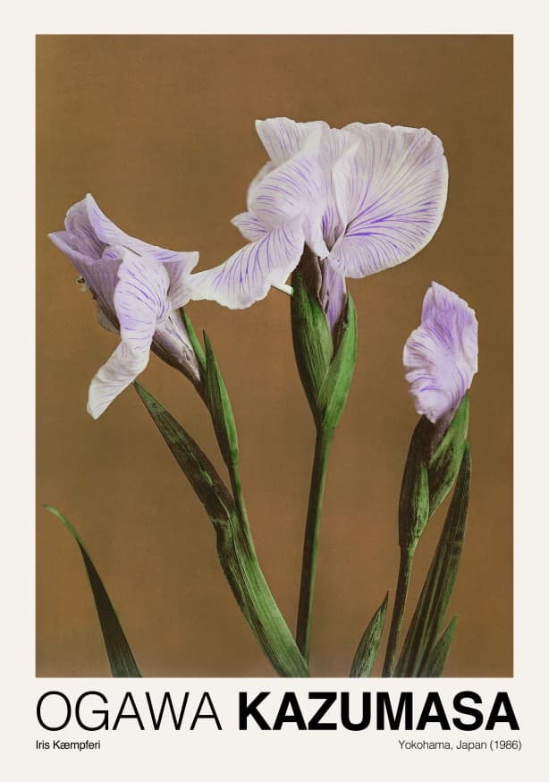 Quadro Iris Kaempferi By Ogawa Kazumasa 1 - Obrah | Quadros e Posters para Transformar a Parede