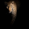 Quadro Out of the Darkness by Richard Guijt - Obrah | Quadros e Posters para Transformar a Parede