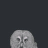 Quadro Owl - Obrah | Quadros e Posters para Transformar a Parede