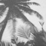 Quadro Palms on the Beach - Obrah | Quadros e Posters para Transformar a Parede