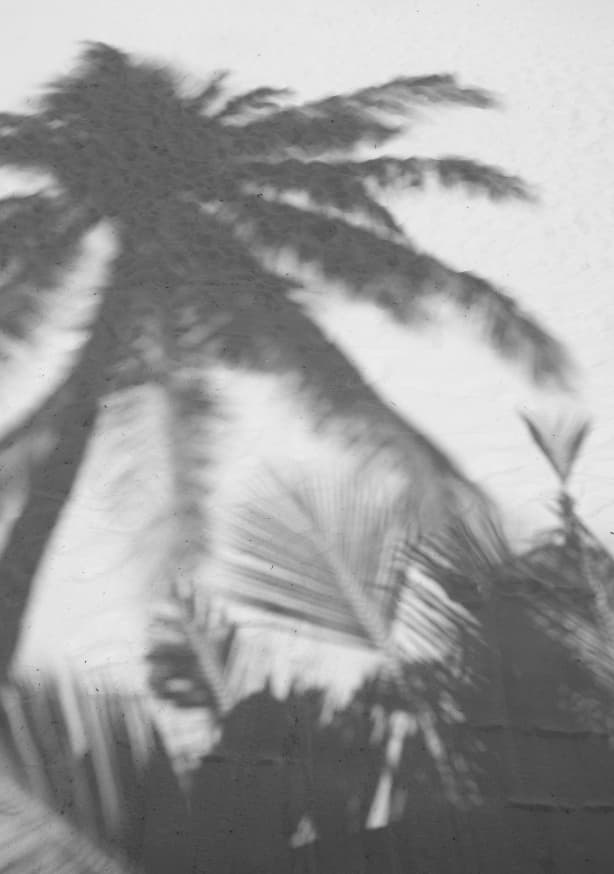 Quadro Palms on the Beach - Obrah | Quadros e Posters para Transformar a Parede