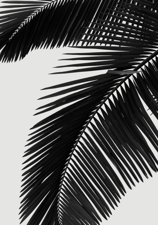 Quadro Palm Trees - Obrah | Quadros e Posters para Transformar a Parede